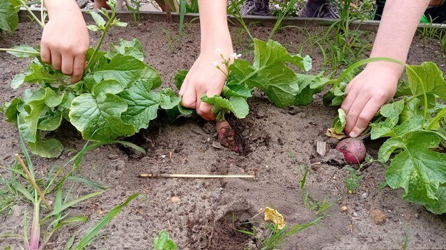 Handen In Moestuin Handen In Moestuin